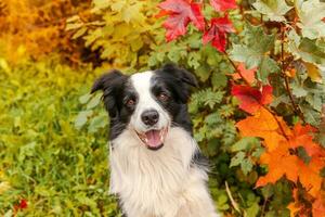 Funny smiling puppy dog border collie sitting on fall colorful foliage background in park outdoor. Dog on walking in autumn day. Hello Autumn cold weather concept. photo