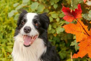 Funny smiling puppy dog border collie sitting on fall colorful foliage background in park outdoor. Dog on walking in autumn day. Hello Autumn cold weather concept. photo