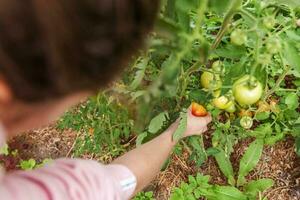 Gardening and agriculture concept. Woman farm worker hand picking fresh ripe organic tomatoes. Greenhouse produce. Vegetable food production. Tomato growing in greenhouse. photo