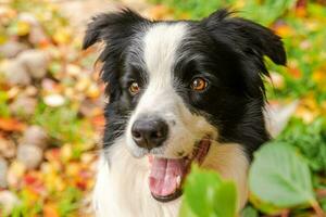 Funny smiling puppy dog border collie sitting on fall colorful foliage background in park outdoor. Dog on walking in autumn day. Hello Autumn cold weather concept. photo
