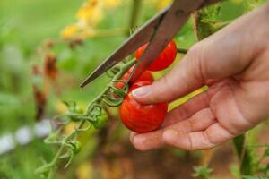 Gardening and agriculture concept. Woman farm worker hand picking fresh ripe organic tomatoes. Greenhouse produce. Vegetable food production. Tomato growing in greenhouse. photo