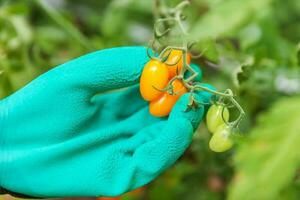 Gardening and agriculture concept. Woman farm worker hand in glove picking fresh ripe organic tomatoes. Greenhouse produce. Vegetable food production. Tomato growing in greenhouse. photo