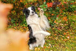 Funny smiling puppy dog border collie playing jumping on fall colorful foliage background in park outdoor. Dog on walking in autumn day. Hello Autumn cold weather concept. photo