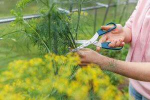 concepto de jardinería y agricultura. mano de trabajadora agrícola cosechando eneldo orgánico maduro fresco verde en la cama del jardín. producción de alimentos caseros vegetarianos veganos. granjera recogiendo hierbas aromáticas. foto