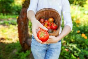 Young woman farm worker holding basket picking fresh ripe organic tomatoes in garden photo