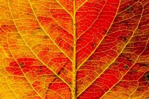 primer plano otoño otoño extrema textura macro vista de hoja de madera naranja roja resplandor de hoja de árbol en el fondo del sol. fondo de pantalla de octubre o septiembre de naturaleza inspiradora. concepto de cambio de estaciones. foto