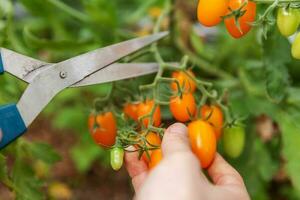 concepto de jardinería y agricultura. mujer trabajadora agrícola recogiendo tomates orgánicos maduros frescos. productos de invernadero. producción de alimentos vegetales. cultivo de tomate en invernadero. foto