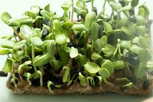 Sprouted microgreens of sunflower with water drops. Superfood is grown at home. Macro photo close-up