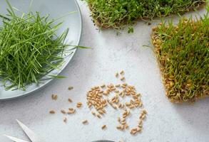 Microgreeen sprouted wheat with seeds and scissors. Healthy food concept photo