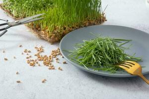 Microgreeen sprouted wheat on plate with folk and seeds. Healthy food concept photo