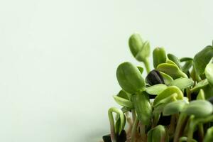 Sprouted microgreens of sunflowers with copy space. Superfood is grown at home. Macro photo close-up