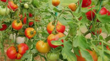 concepto de jardinería y agricultura. tomates rojos orgánicos maduros frescos que crecen en invernadero. productos de invernadero. producción de alimentos caseros vegetarianos veganos vegetales. foto