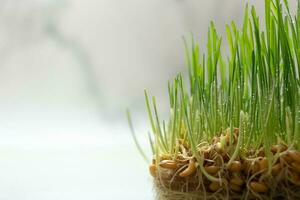 Microgreens of sprouted wheat with a root system. Macro photo