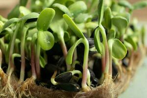 brotado microgreens de girasol. superalimento es crecido a hogar. macro foto de cerca