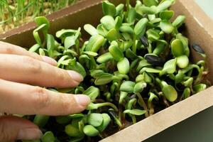 Sprouted sunflower microgreens with a female's hand. The superfood is grown at home. Macro close-up photo