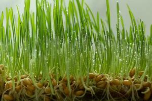 Microgreens of sprouted wheat with a root system. Macro photo