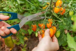 concepto de jardinería y agricultura. mujer trabajadora agrícola recogiendo tomates orgánicos maduros frescos. productos de invernadero. producción de alimentos vegetales. cultivo de tomate en invernadero. foto