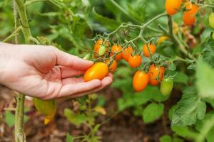 concepto de jardinería y agricultura. mujer trabajadora agrícola recogiendo tomates orgánicos maduros frescos. productos de invernadero. producción de alimentos vegetales. cultivo de tomate en invernadero. foto