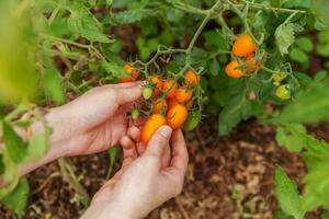 concepto de jardinería y agricultura. mujer trabajadora agrícola recogiendo tomates orgánicos maduros frescos. productos de invernadero. producción de alimentos vegetales. cultivo de tomate en invernadero. foto