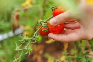 concepto de jardinería y agricultura. mujer trabajadora agrícola recogiendo tomates orgánicos maduros frescos. productos de invernadero. producción de alimentos vegetales. cultivo de tomate en invernadero. foto