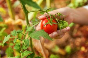 Woman farm worker hands with basket picking fresh ripe organic tomatoes photo