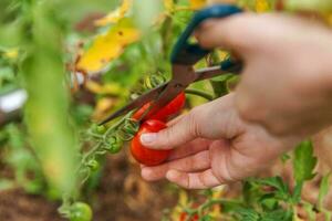 Gardening and agriculture concept. Woman farm worker hand picking fresh ripe organic tomatoes. Greenhouse produce. Vegetable food production. Tomato growing in greenhouse. photo