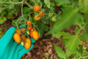 Gardening and agriculture concept. Woman farm worker hand in glove picking fresh ripe organic tomatoes. Greenhouse produce. Vegetable food production. Tomato growing in greenhouse. photo