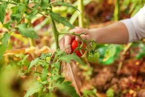 Woman farm worker hands with basket picking fresh ripe organic tomatoes photo