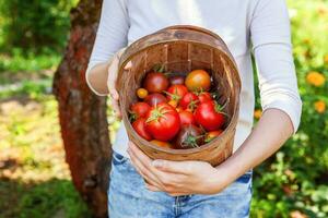 Young woman farm worker holding basket picking fresh ripe organic tomatoes in garden photo