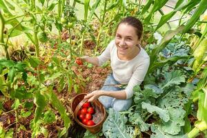 joven mujer granja trabajador con cesta cosecha Fresco maduro orgánico Tomates foto