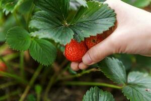 Gardening and agriculture concept. Female farm worker hand harvesting red fresh ripe organic strawberry in garden. Vegan vegetarian home grown food production. Woman picking strawberries in field. photo