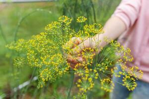 Gardening and agriculture concept. Female farm worker hand harvesting green fresh ripe organic dill in garden bed. Vegan vegetarian home grown food production. Woman farmer picking fragrant herb. photo