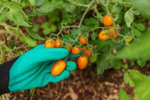 concepto de jardinería y agricultura. mujer trabajadora agrícola mano a mano recogiendo tomates orgánicos maduros frescos. productos de invernadero. producción de alimentos vegetales. cultivo de tomate en invernadero. foto