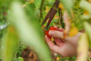 Gardening and agriculture concept. Woman farm worker hand picking fresh ripe organic tomatoes. Greenhouse produce. Vegetable food production. Tomato growing in greenhouse. photo