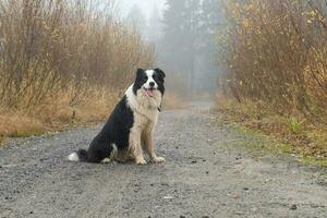 Pet activity. Cute puppy dog border collie sitting in autumn park forest outdoor. Pet dog on walking in foggy autumn fall day. Dog walking. Hello Autumn cold weather concept. photo