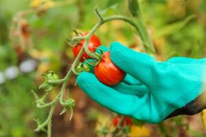 Gardening and agriculture concept. Woman farm worker hand in glove picking fresh ripe organic tomatoes. Greenhouse produce. Vegetable food production. Tomato growing in greenhouse. photo