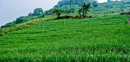 hermosa ver de aterrazado vegetal plantación, majalengka, Oeste Java, Indonesia foto