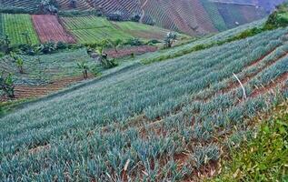 beautiful view of terraced vegetable plantation, Majalengka, West Java, Indonesia photo