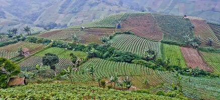 beautiful view of terraced vegetable plantation, Majalengka, West Java, Indonesia photo