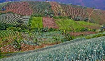 beautiful view of terraced vegetable plantation, Majalengka, West Java, Indonesia photo