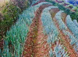 hermosa ver de aterrazado vegetal plantación, majalengka, Oeste Java, Indonesia foto