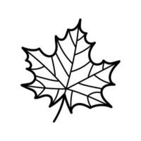 Maple Leaf. Hand drawn sketch botanical element. Isolated vector illustration in doodle line style.