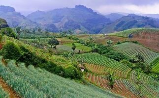 beautiful view of terraced vegetable plantation, Majalengka, West Java, Indonesia photo