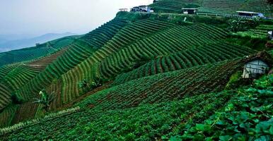 beautiful view of terraced vegetable plantation, Majalengka, West Java, Indonesia photo