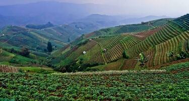 beautiful view of terraced vegetable plantation, Majalengka, West Java, Indonesia photo