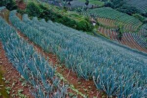 beautiful view of terraced vegetable plantation, Majalengka, West Java, Indonesia photo