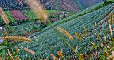 beautiful view of terraced vegetable plantation, Majalengka, West Java, Indonesia photo