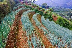 beautiful view of terraced vegetable plantation, Majalengka, West Java, Indonesia photo