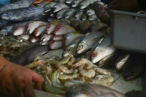 Fresco pescado a el tradicional mercado. indonesio hombres ordenar pescado a el pescado mercado retenida a el mas grande tradicional mercado en Bandung foto