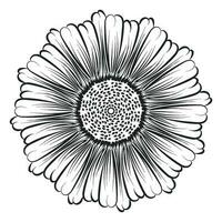 Sunflower Outline, Sunflower Line Art, Floral Line Drawing, black and white sunflowers vector illustration